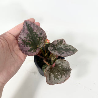 Begonia sykakiengii [#2053]