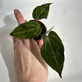 Anthurium magnificum/'Doc Block F2' x Variegated ('Ace of Spades'/papillilaminum) - 2 Seedlings [#1980]