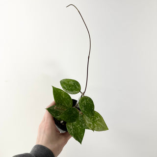 Hoya verticillata ksb silver [#1601]