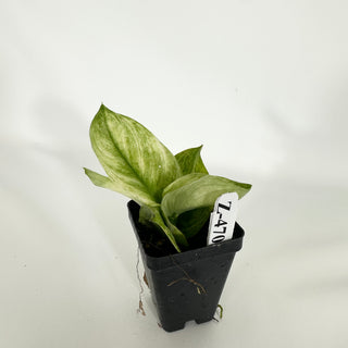 Z-4706 - Scindapsus treubii 'Moonlight Mint'
