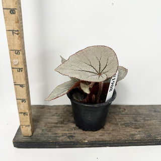 Begonia 'Rice Paper' [#1908]