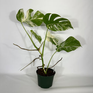 Z-4671 - Monstera deliciosa var. borsigiana albo-variegata