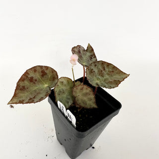 Begonia wiformis (silver form) [#2394]