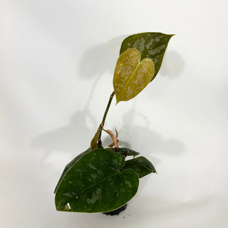 Z-4318 - Philodendron aff. brandtianum (Shingling Form)