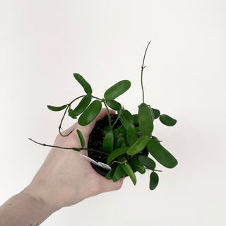 Hoya yuennanensis [#2037]