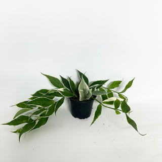 Hoya polyneura (outer variegated)