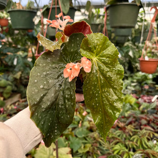 Begonia 'Steve's Leaves Peches et Crème'