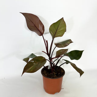 Philodendron 'Orange Princess' (Non-TC)  [#1543]