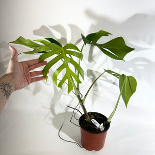 Monstera deliciosa var. sierrana [#1926]