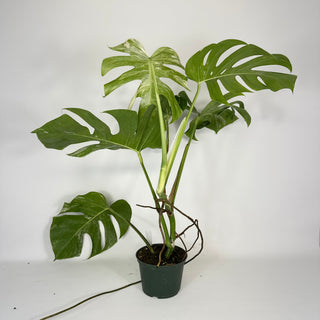 Monstera deliciosa var. borsigiana albo-variegata [#2091]