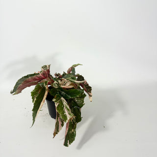Begonia 'Ginny Galaxy' [#2062]