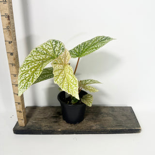 Begonia 'Snow Capped' (Variegated) [#2061]