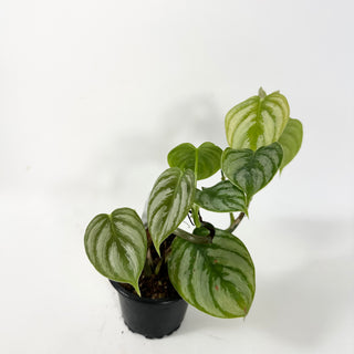 Philodendron aff. brandtianum