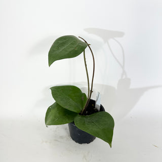 Hoya balaensis "Splash" [#2070]