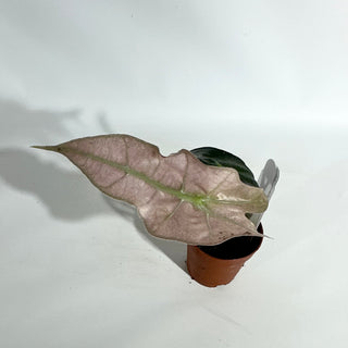Alocasia 'Polly' (pink mint) [#1881]