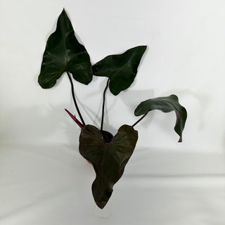 Philodendron 'Dark Lord' (Non-TC) [#1157]