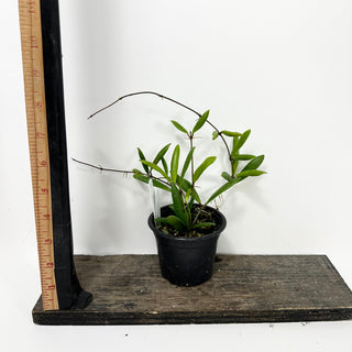 Hoya loherii [#1738]