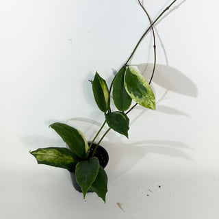 Hoya incrassata "Moon Shadow" [#2181]