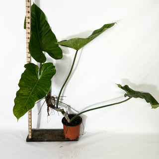 Philodendron subhastatum variegata (Non-TC) [#1539]