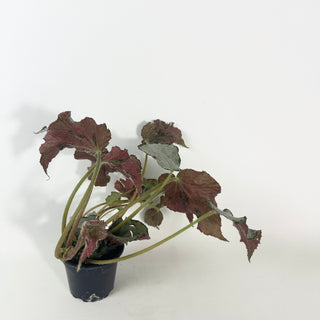 Begonia 'Madhatter' [#2129]