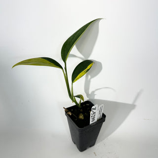 Z-5299 - Scindapsus coriaceus variegated