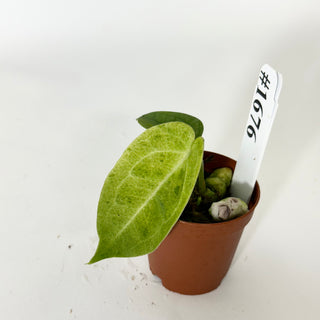Anthurium Arnold Schwarzenegger' x 'Purple Yurple' [#1676]