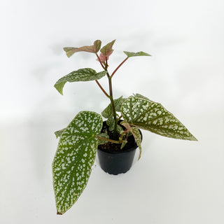 Begonia 'Snow Capped' (Variegated) [#2171]