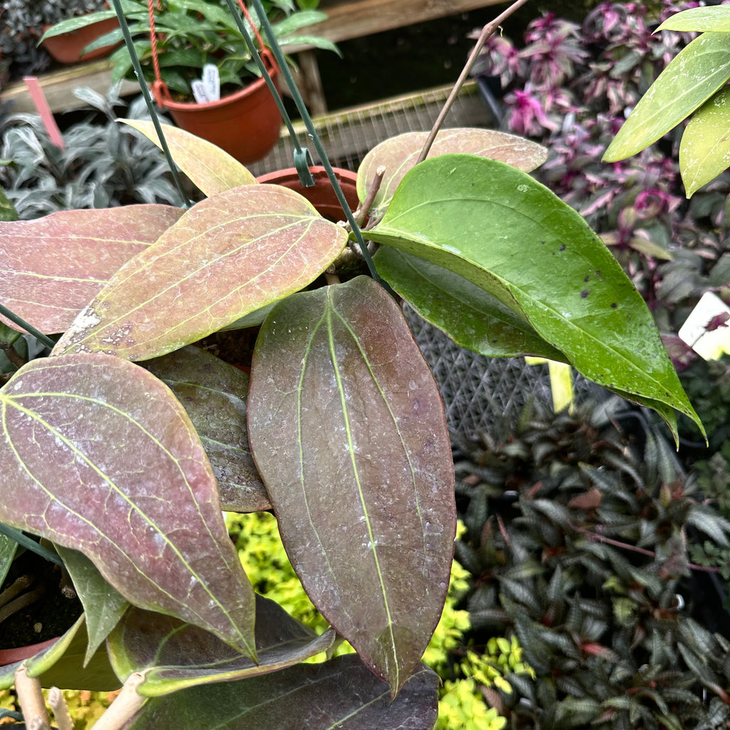 Hoya Rigida | Tropical Climbing Vine with Fragrant Flowers | Steve's Leaves