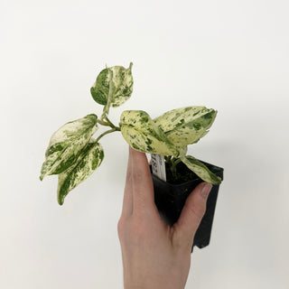 Z-5182 - Scindapsus pictus ‘Mangurai’ variegated