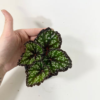 Begonia 'Fairytale' [#2104]