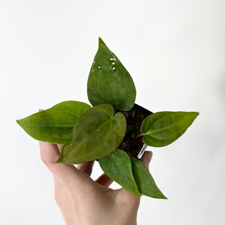 Anthurium Wu papillilaminum x 'Arnold Schwarzenegger' [#1675]