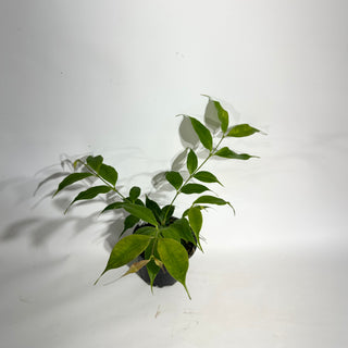 Hoya medusa [#1939]