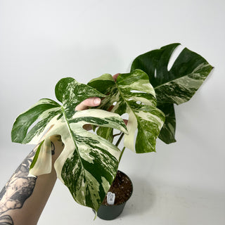 Monstera deliciosa var. borsigiana albo-variegata [#2348]