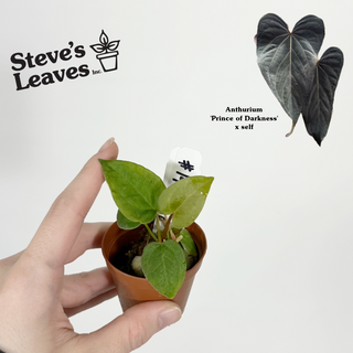 Anthurium 'Prince of Darkness' x self - 2 Seedlings [#1476]