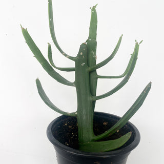 Euphorbia xylophylloides