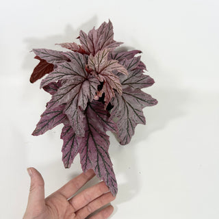 Begonia 'Lamoon' [#2103]