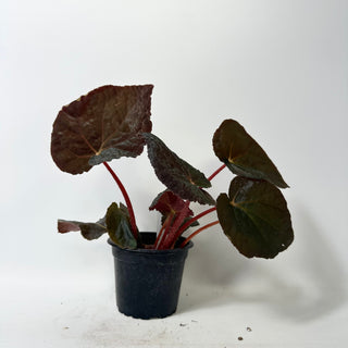 Begonia 'Steve's Leaves Bloodmoon' [#2018]