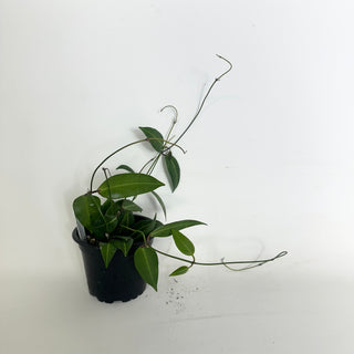 Dischidia lancifolia [#1990]