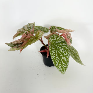 Begonia 'Snow Capped' (Variegated) [#2172]