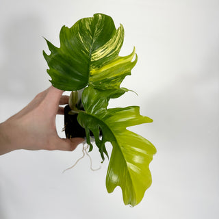 Philodendron 'Florida Beauty' x tortum [#1558]