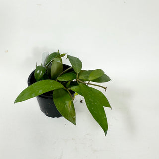 Hoya nabawanensis