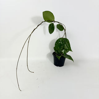 Hoya verticillata ksb silver [#2116]