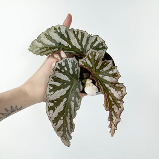 Begonia 'Silver Beauty' [#2389]