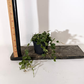 Hoya sp. aff. serpens [#2135]