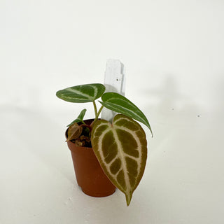 Anthurium 'Tezula Dreamweaver'/dorayaki x 'Prince of Darkness' - 2 Seedlings [#1339]