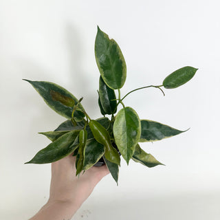 Hoya archboldiana (outer variegated) [#1999]
