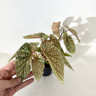 Begonia 'Snow Capped' (Variegated) [#2055]