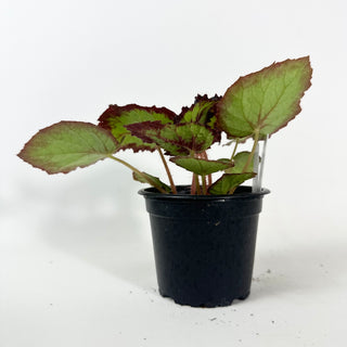 Begonia 'Randy MK2' [#2134]