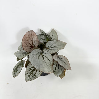 Begonia 'Rice Paper' [#1939]