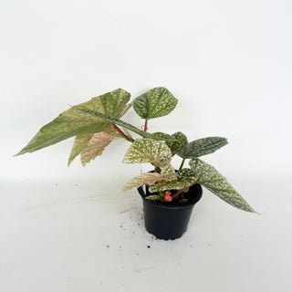 Begonia 'Snow Capped' (Variegated) [#2048]